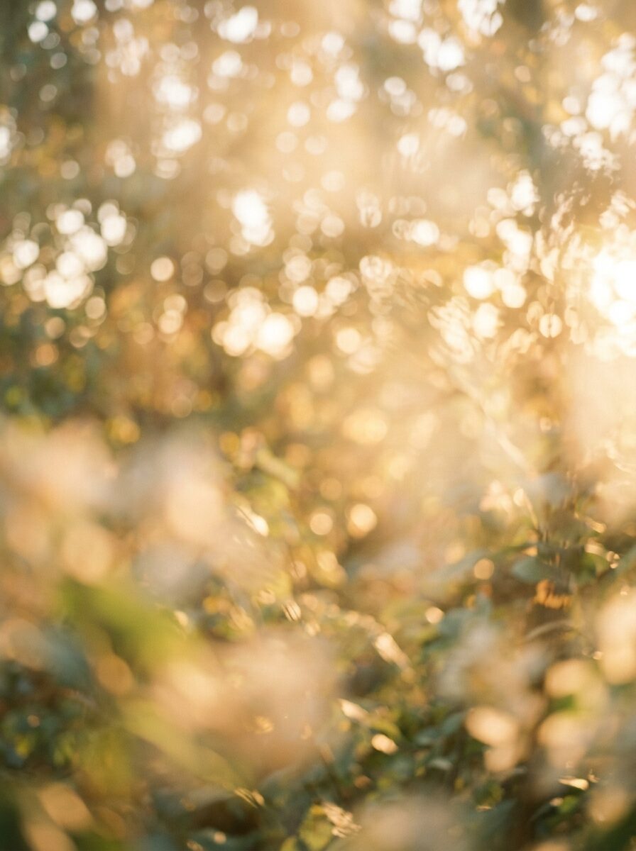 Sonnenlicht in Blättern, unscharfe Lichtpunkte
